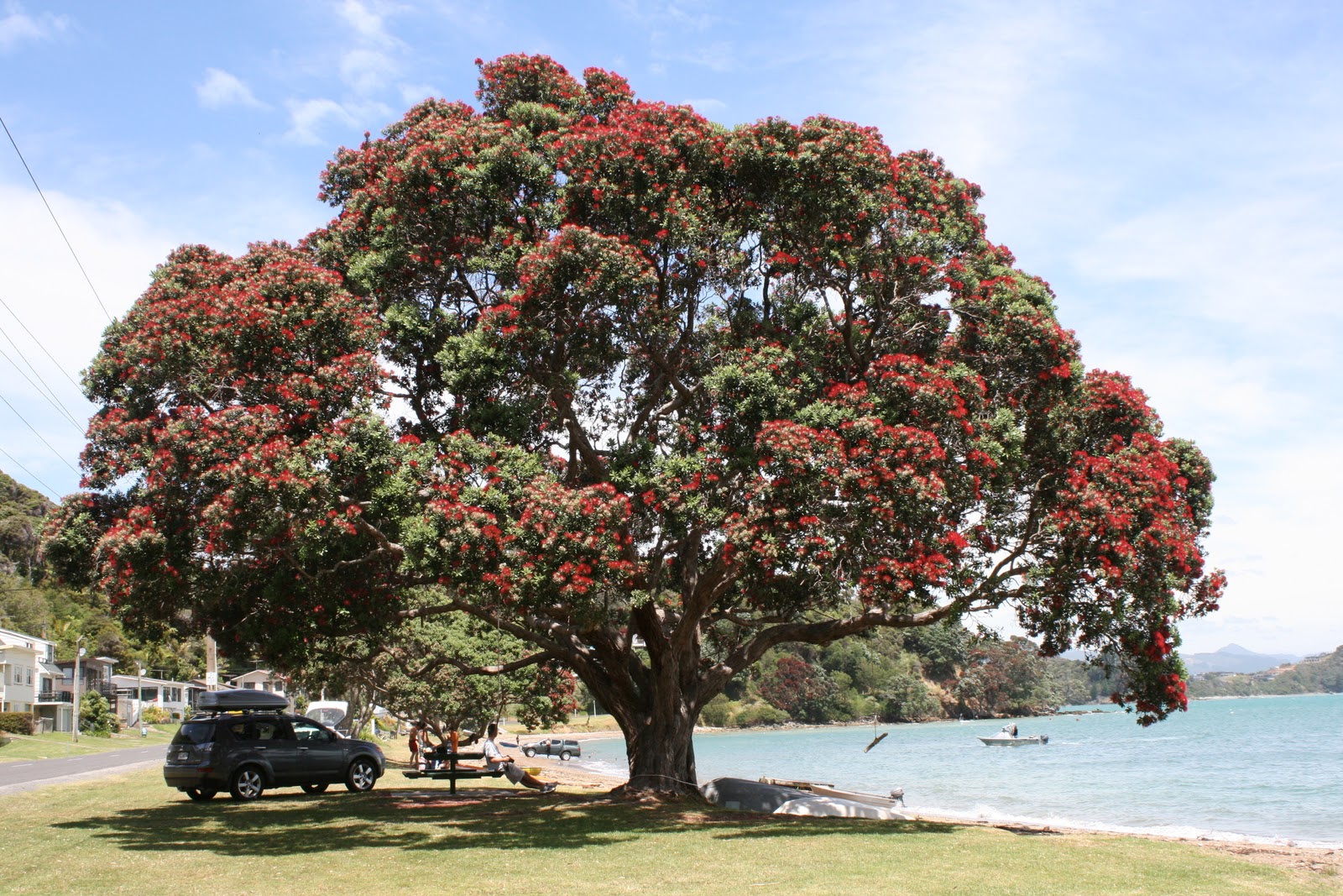 New Zealand Christmas Tree Pohutukawa Oldbear News